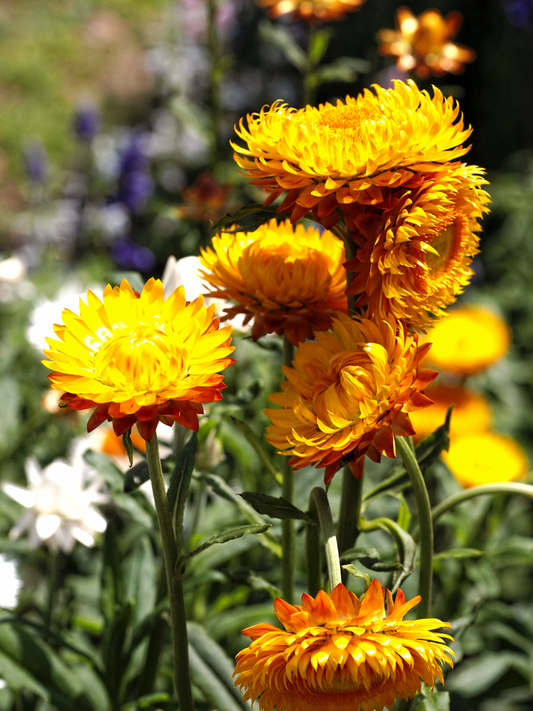 ゴッホの見る夢