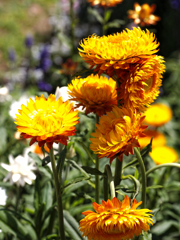 ゴッホの見る夢