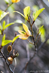 planarでスケッチ