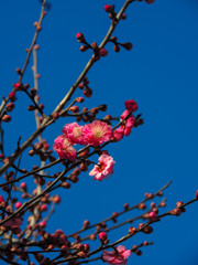 空に紅ひらく
