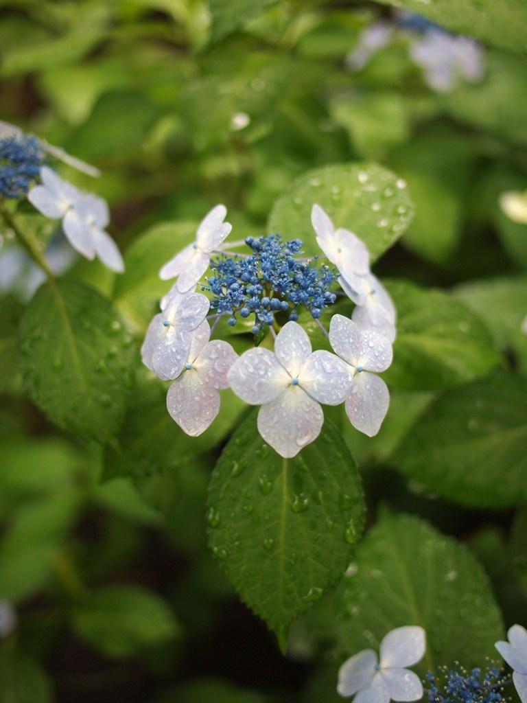 Rainy Day ⅩⅦ