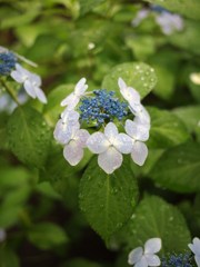 Rainy Day ⅩⅦ