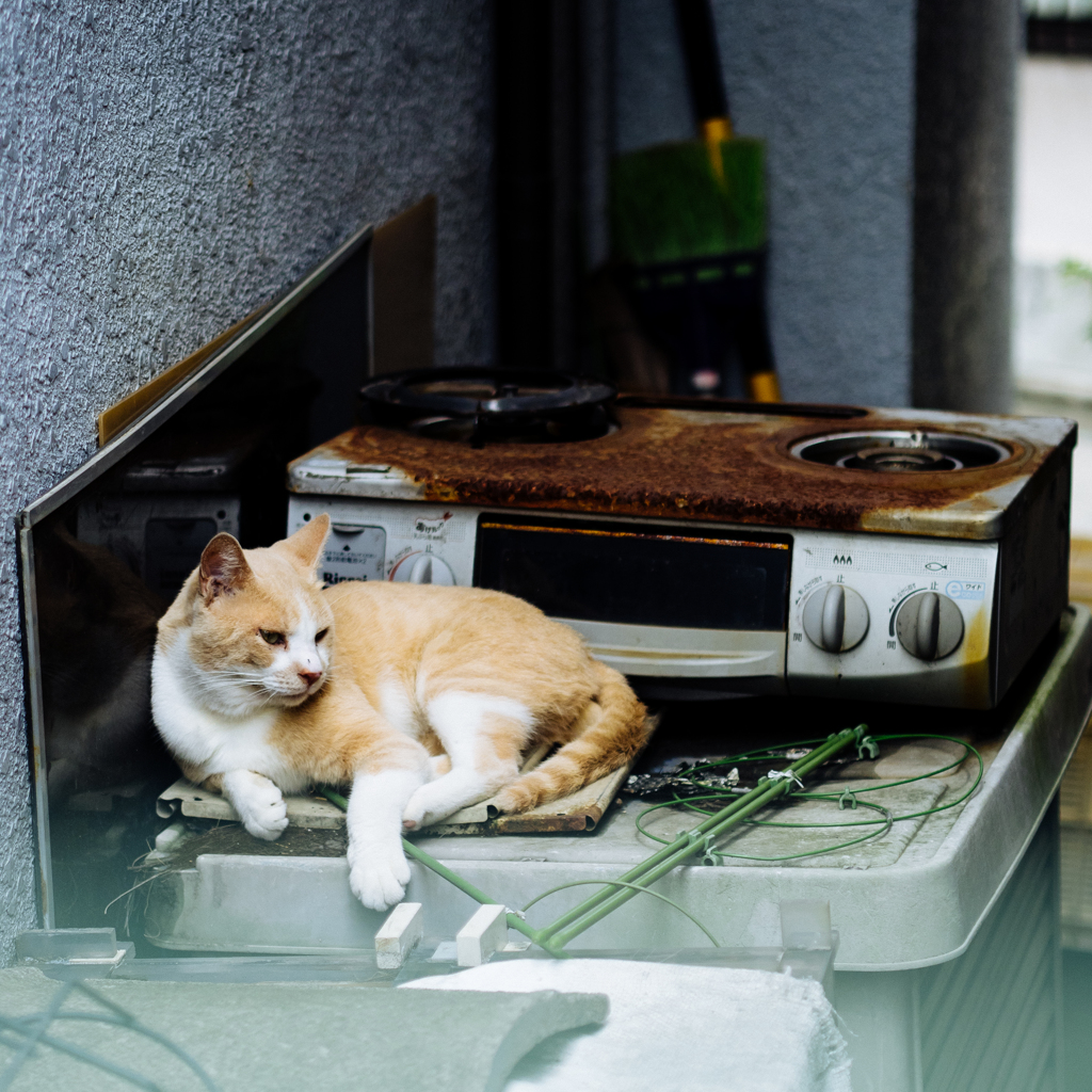 夏の魔物Ⅸ