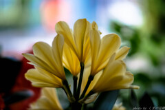 背徳のイエロー