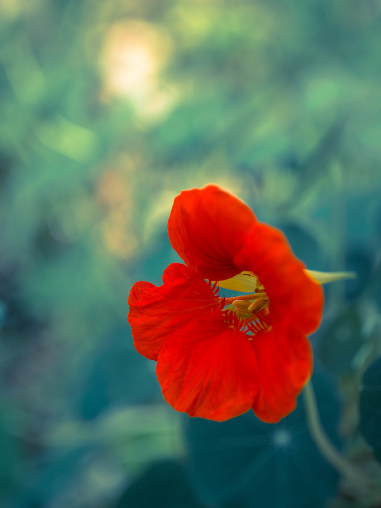 今日から明日へ