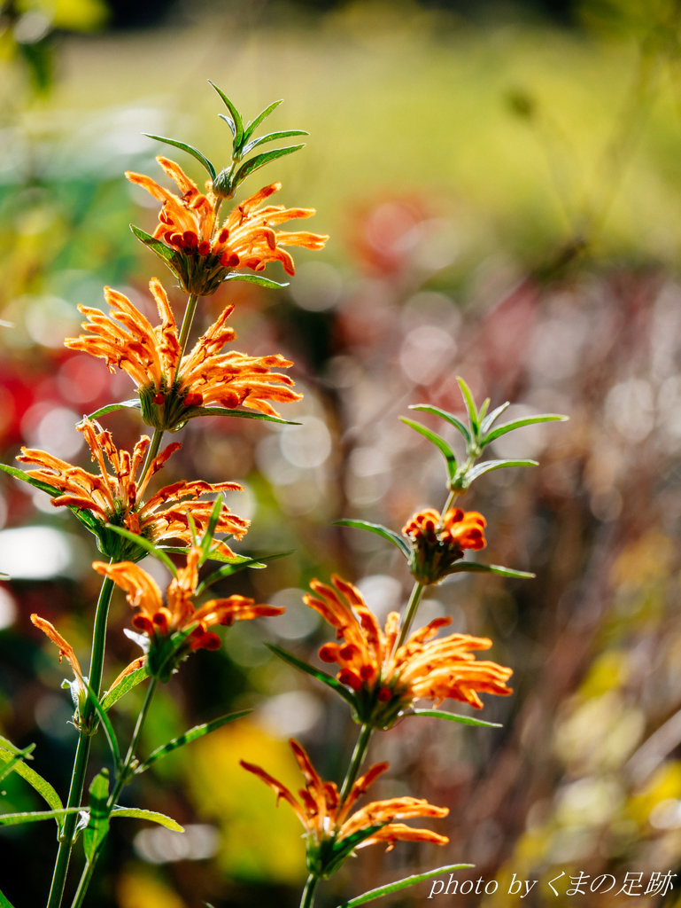 オレンジの噴水