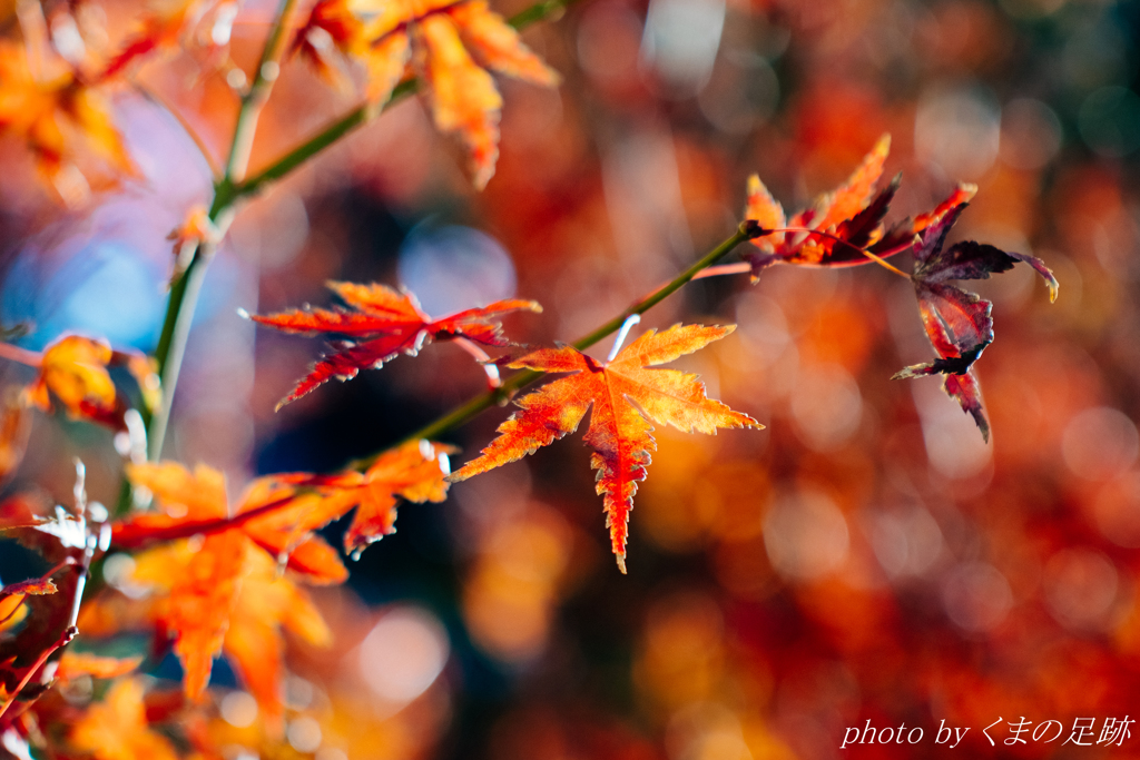 うるわしき紅