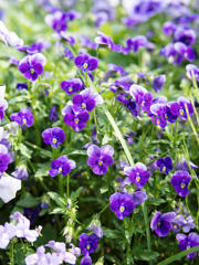 ウォーリーを探せ!!