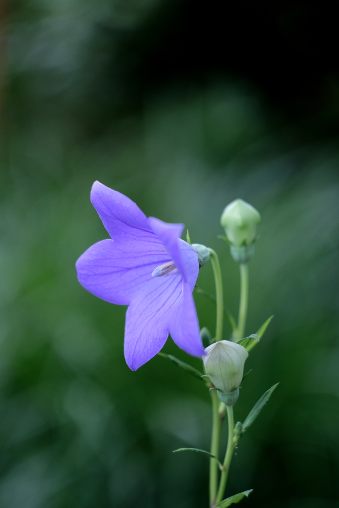 これからのこと