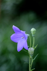 これからのこと