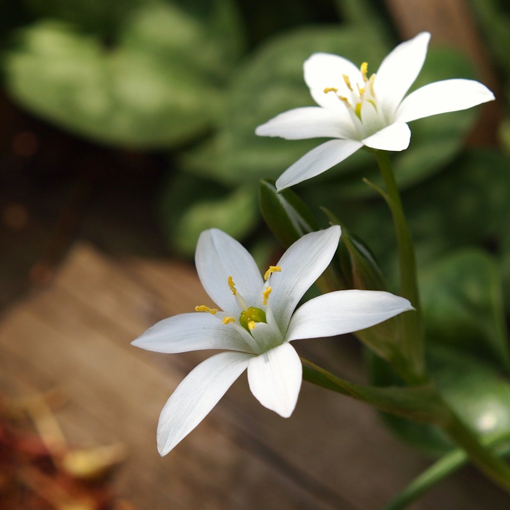 初夏の彩り ⅩⅧ