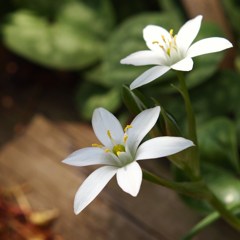 初夏の彩り ⅩⅧ
