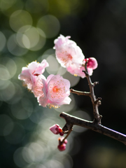 春の光躍る