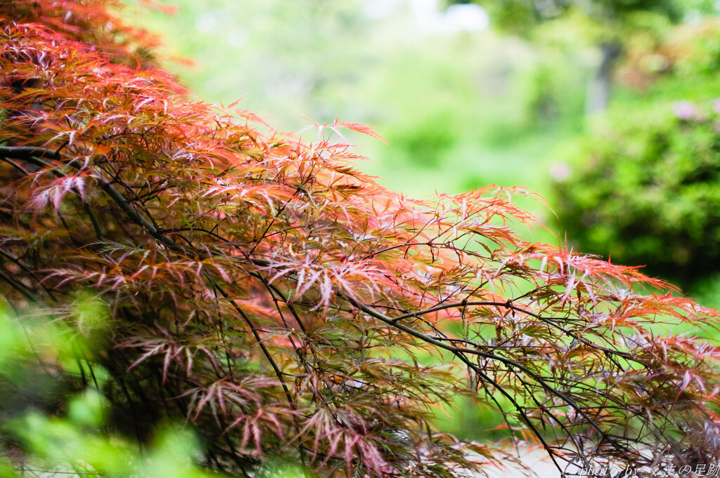 紅のモフモフ