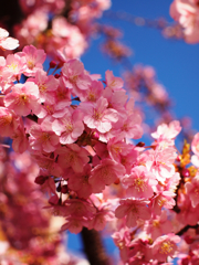 桜の河