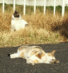 えいぷりるふーる