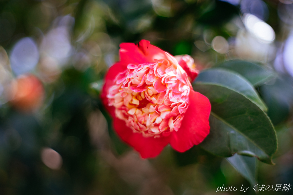 お休み前に歯磨きを