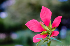 いつかこの夏を振り返ることがあるのだろうか