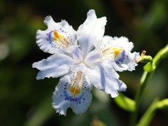 初夏の彩り ⅩⅩⅩ
