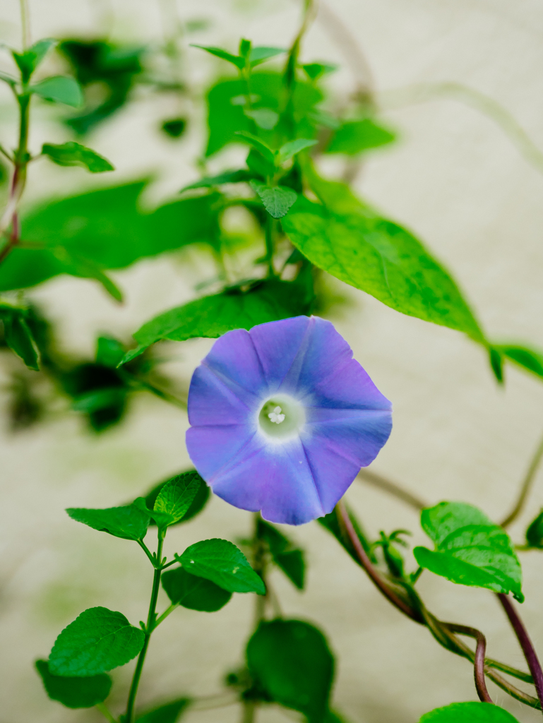 君が想い出になる前に