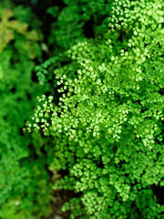 らヴりーがいっぱい