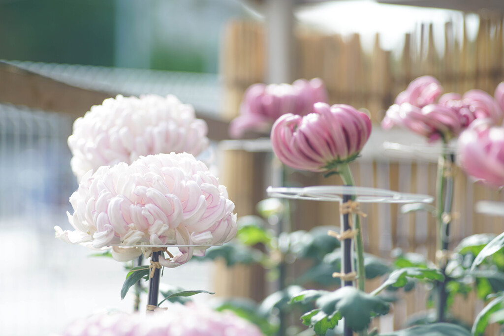 まったりと菊まつり