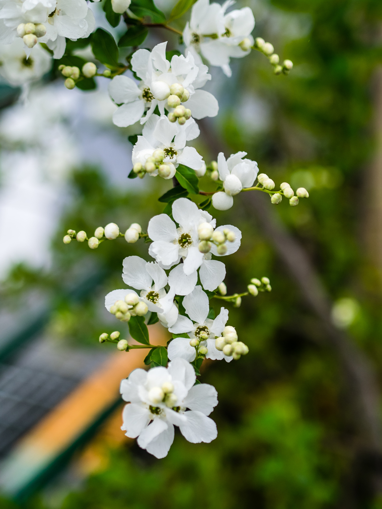 姫花