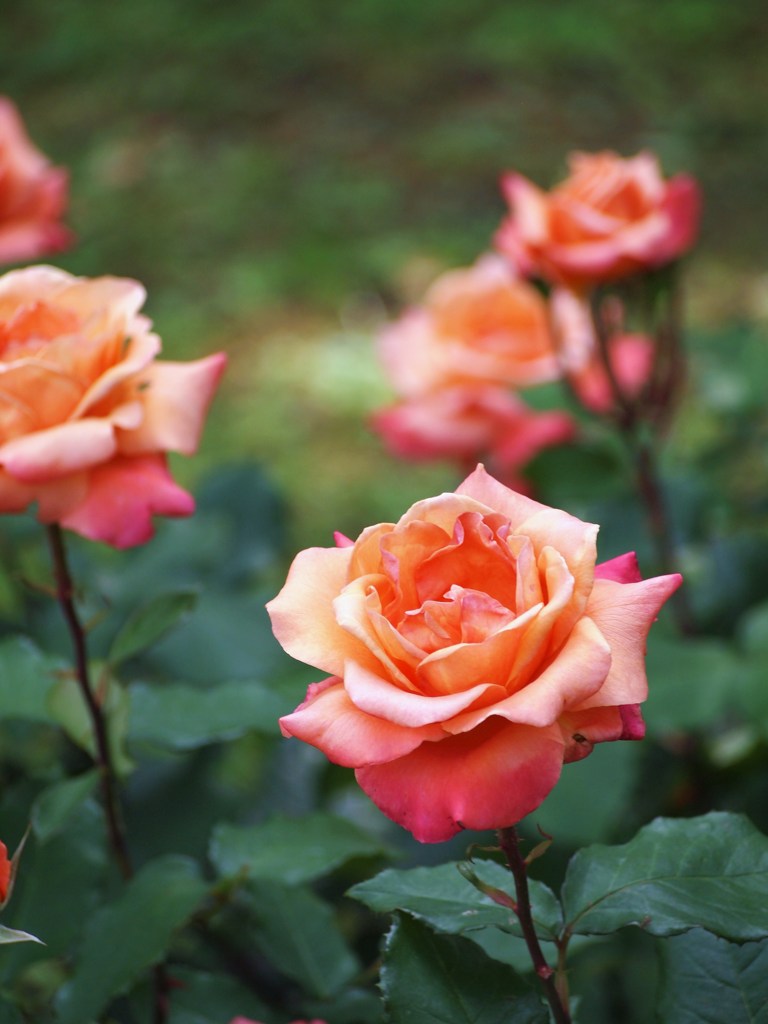 rose-garden ⅩⅥ