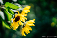 思い出せない夏の日々