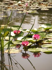 夏彩 Ⅷ