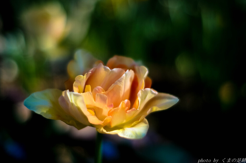 やさしい雨を待っていた