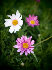 寒さにほほ染めて