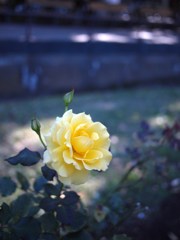 Autumn rose Ⅶ