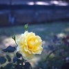 Autumn rose Ⅶ