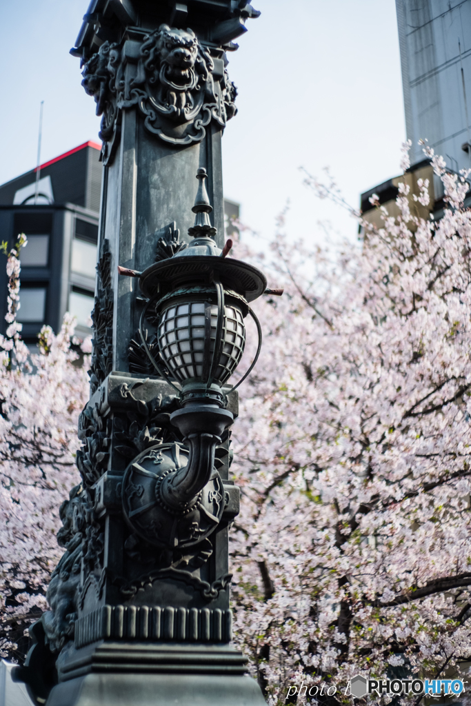 日本橋の櫻