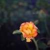 Autumn rose Ⅲ