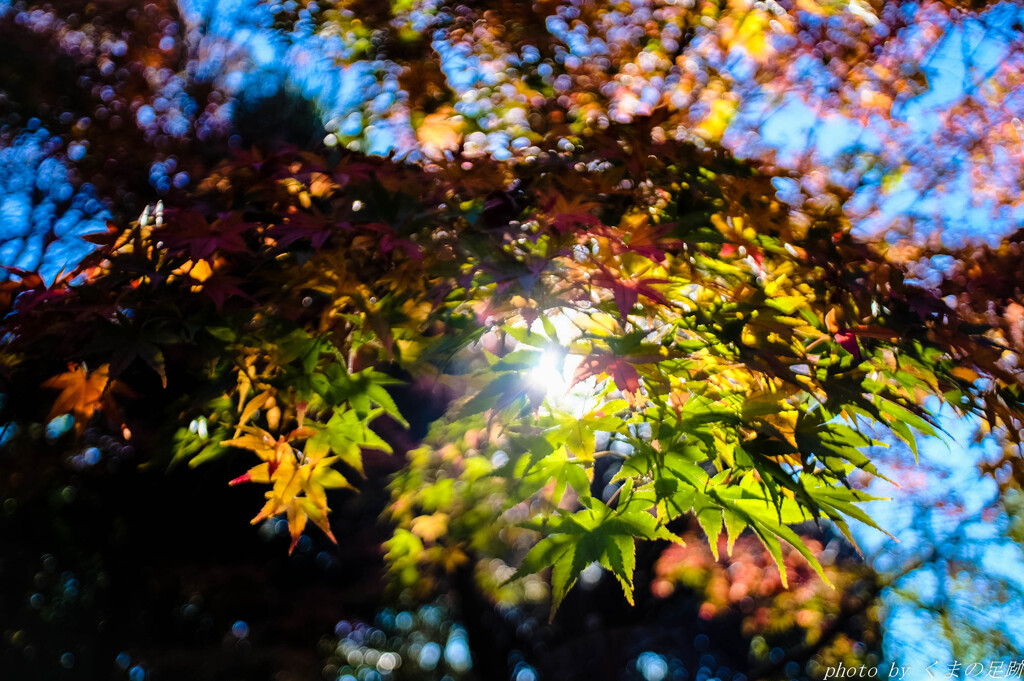 紅葉灯り