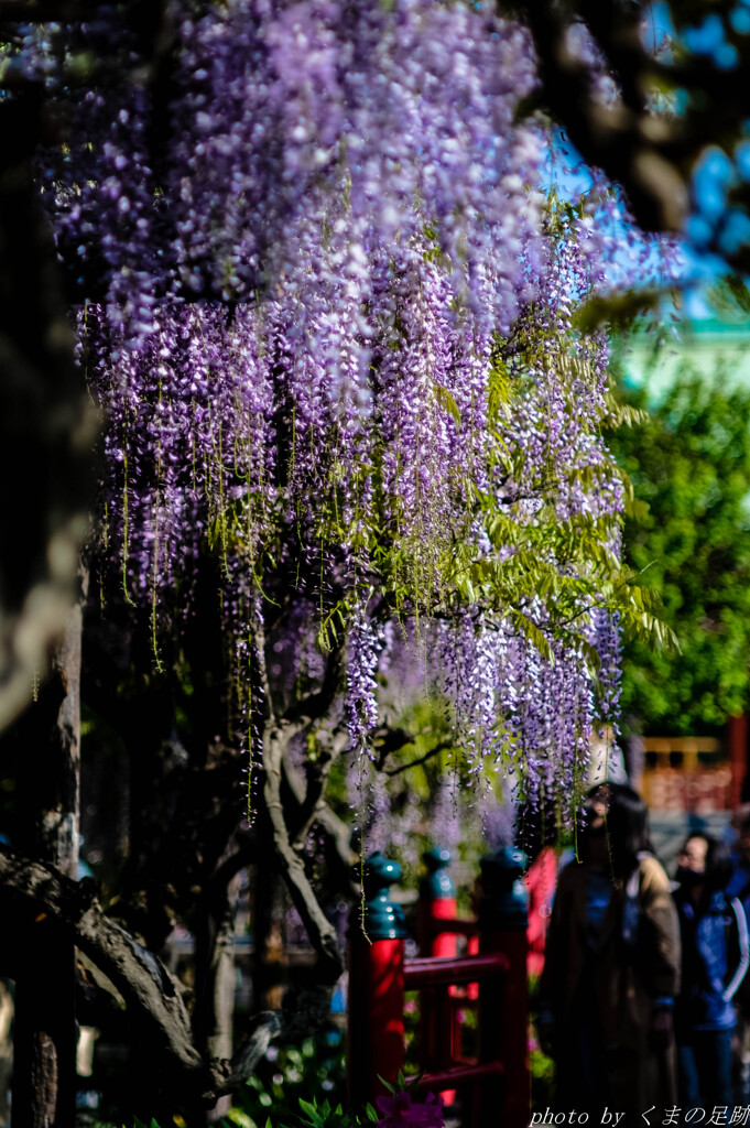 紫雨