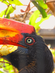 オレンジヘッド