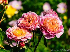 人の世、花の世