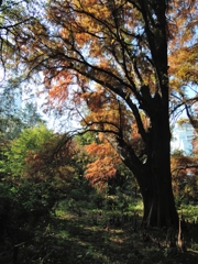 ちょっと紅葉