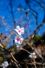 標準とは
