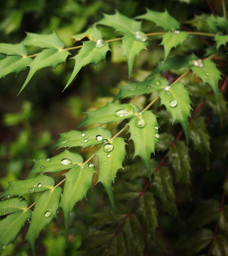 Rainy Day Ⅹ