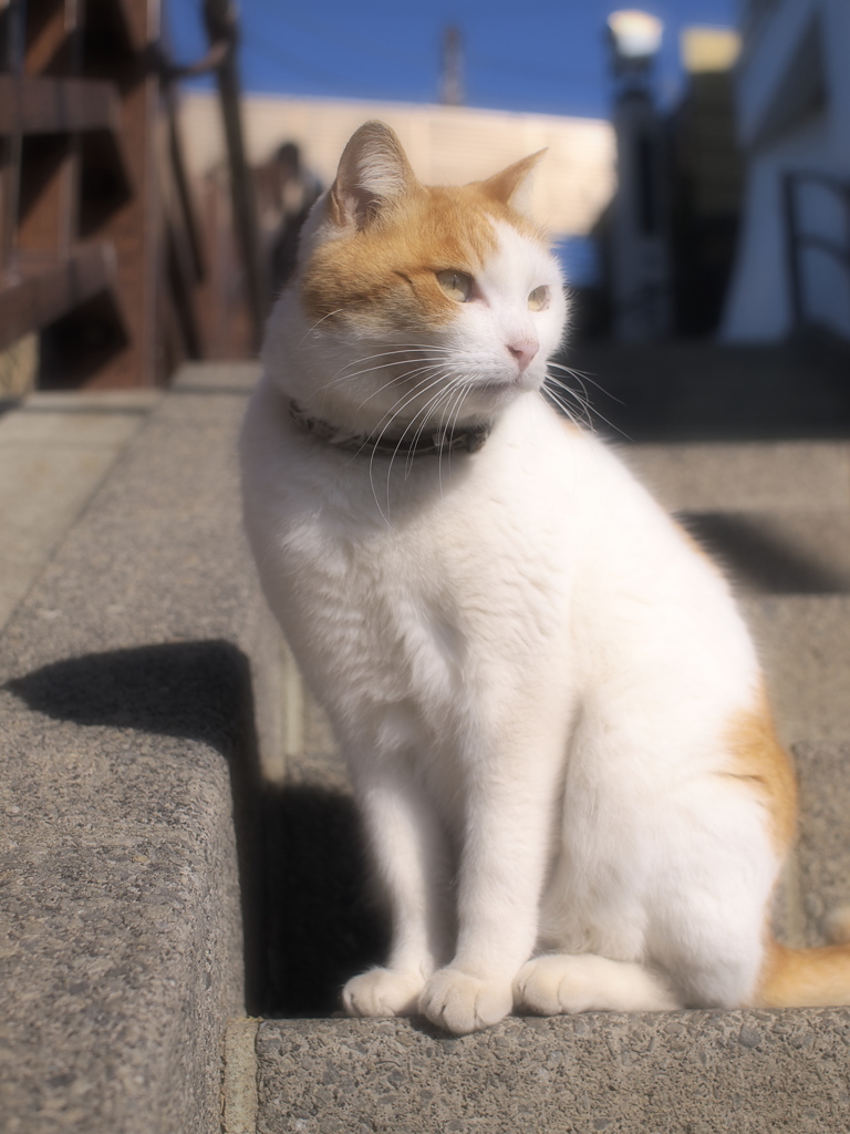 シャキッ!!