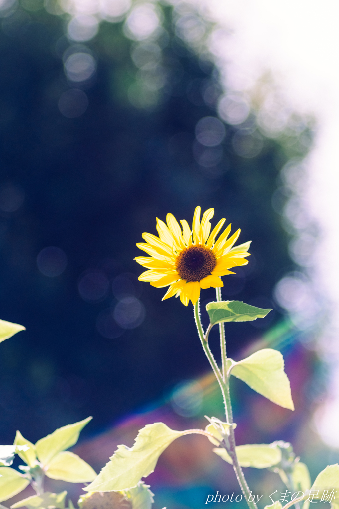 燃え尽きるまで