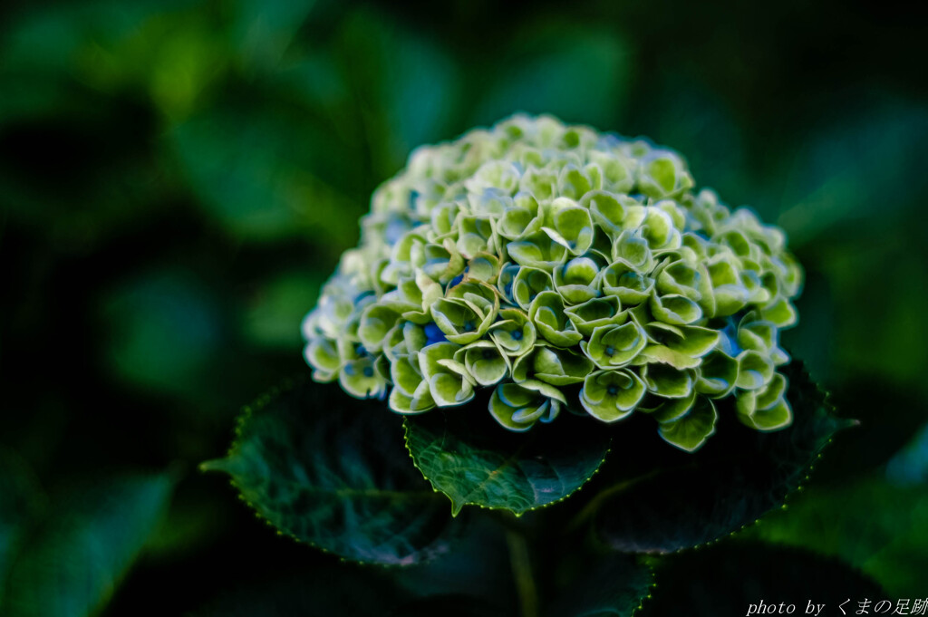 dry hydrangea