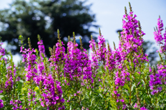 忘れてゆくのは罪ですか