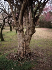 春の心模様Ⅶ