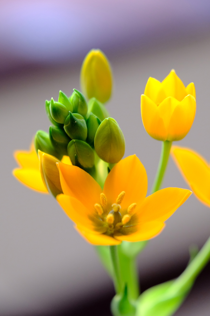 やっぱりマヨネーズ