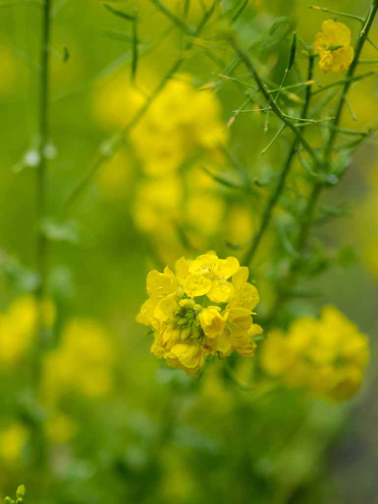 春の雨はやさしいはずなのに